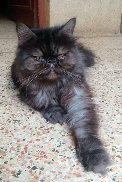 piki face adult cat