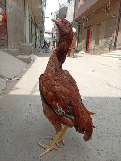long heighted Aseel murgi