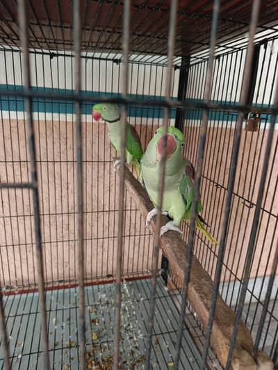 Raw pair & extra female for sale 40,000 kay 3 piecee