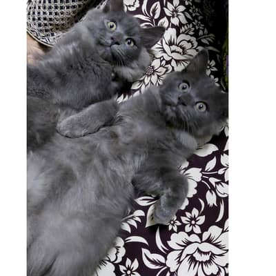 Persian kittens triple coat