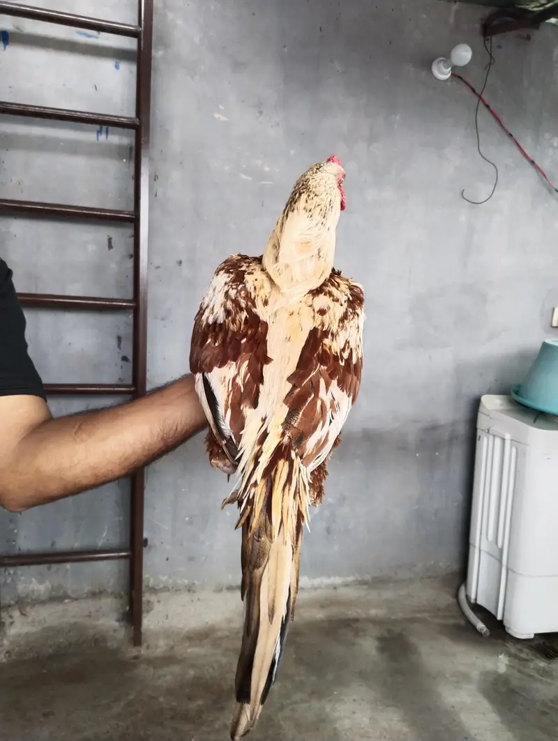 Aseel Murgha for Sale Shajra colour — photo 2