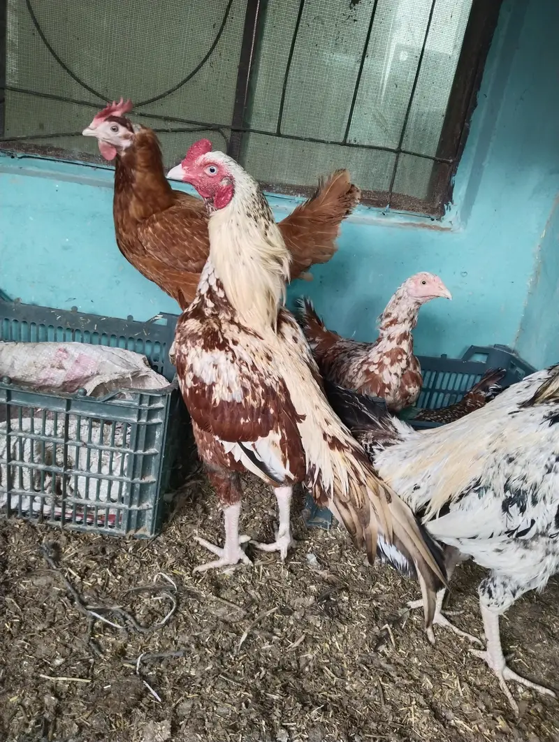 Aseel Murgha for Sale Shajra colour — photo 7