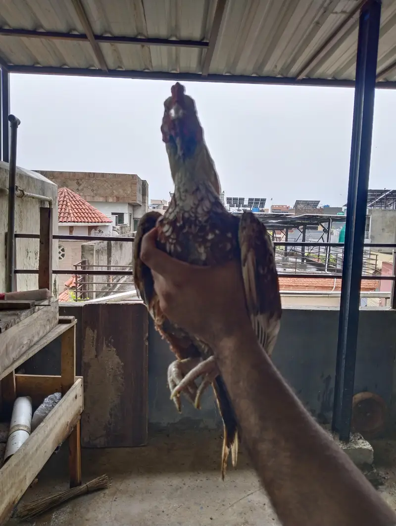 Aseel Murgha for Sale Shajra colour — photo 8