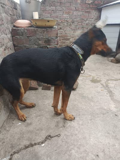 Labrador Male and female, single dog, for Sale