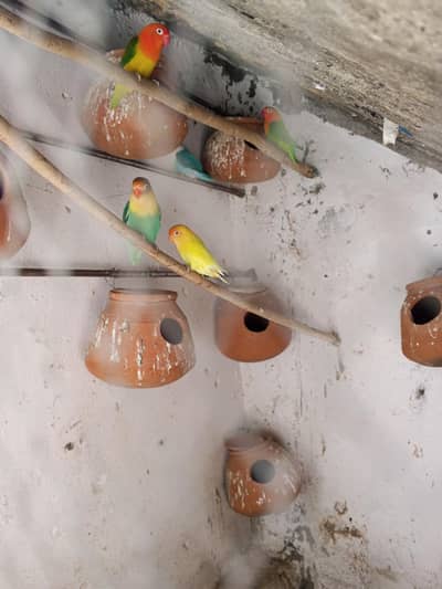 lovebirds 4 pairs for sale