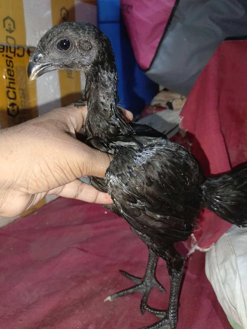 Dragon chicks 2