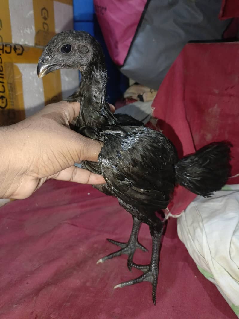 Dragon chicks 3