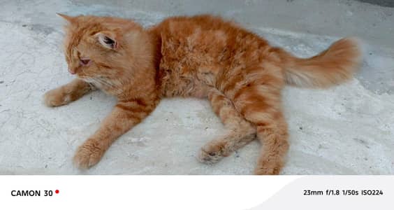 cat for sale only this Byer this contract