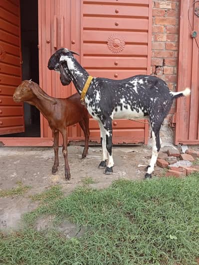 Goats for sale