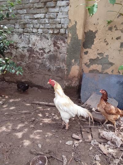 Full active Aseel murga white, + 2 aseel murgia bi h,