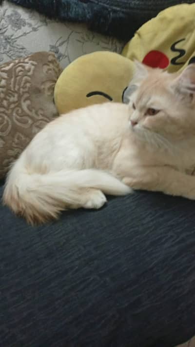 Persian cat