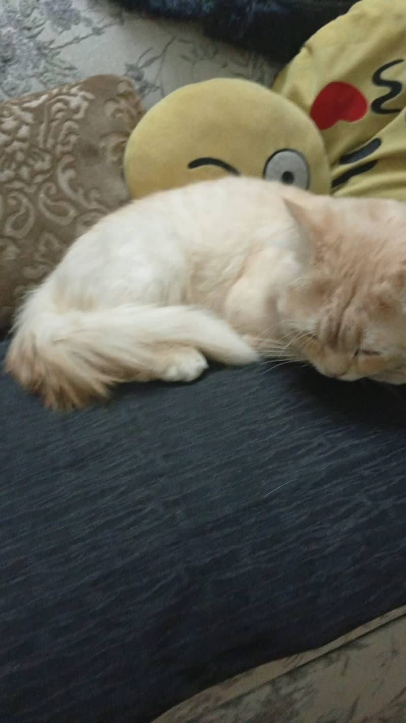 Persian cat 1