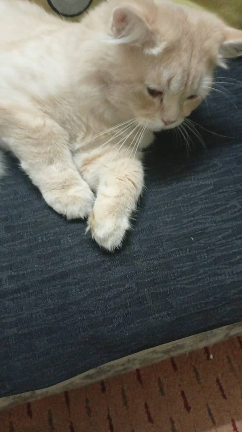 Persian cat 2