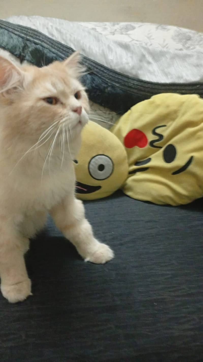 Persian cat 3