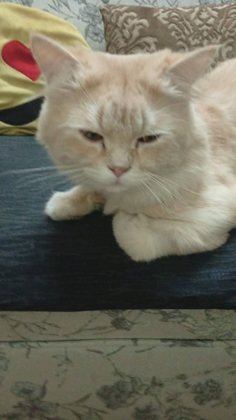 Persian cat 4