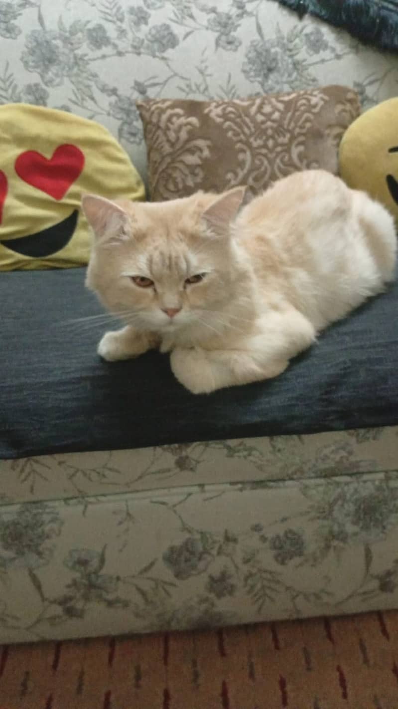 Persian cat 5