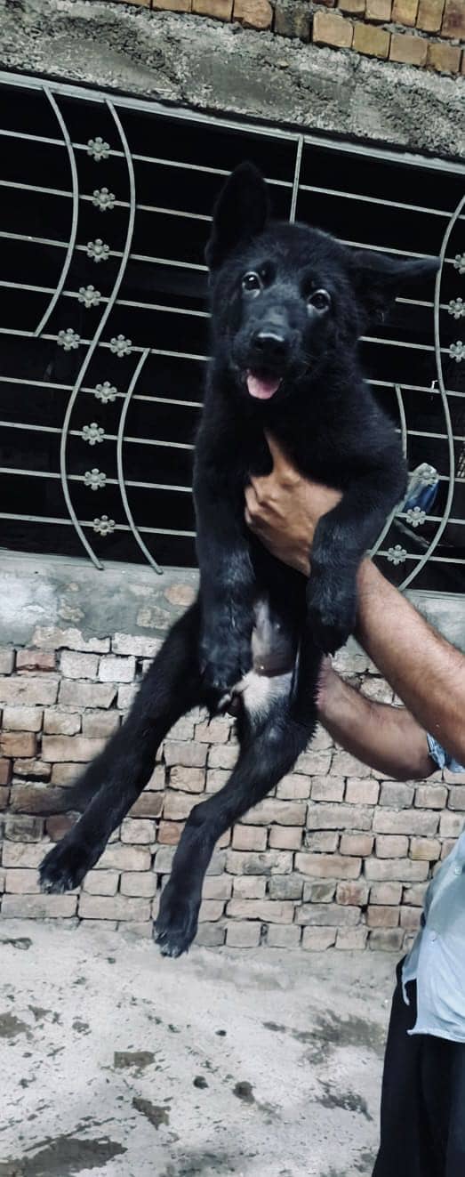 German shepherd 0