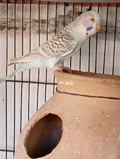 Australian Parrots Breeders