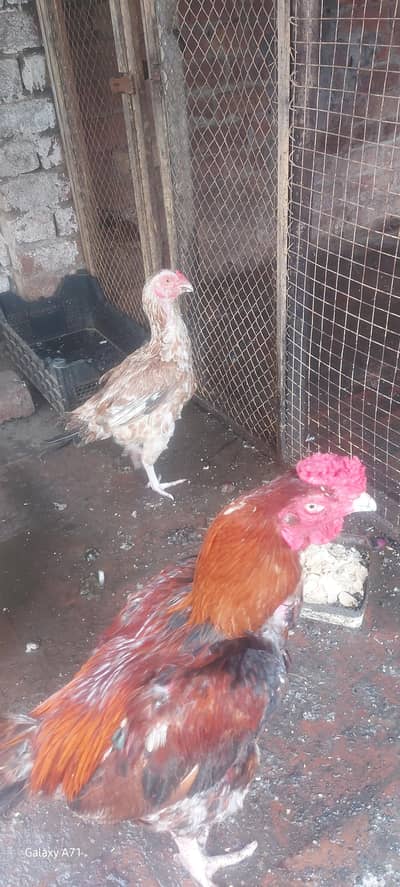 2 year aseel murga + 1 year aseel murga + 1 aseel kurak murgi + duck