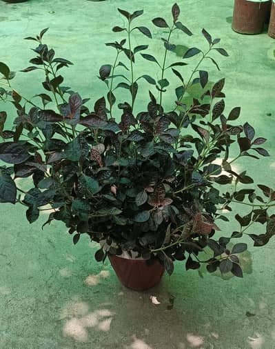 Plants with pots