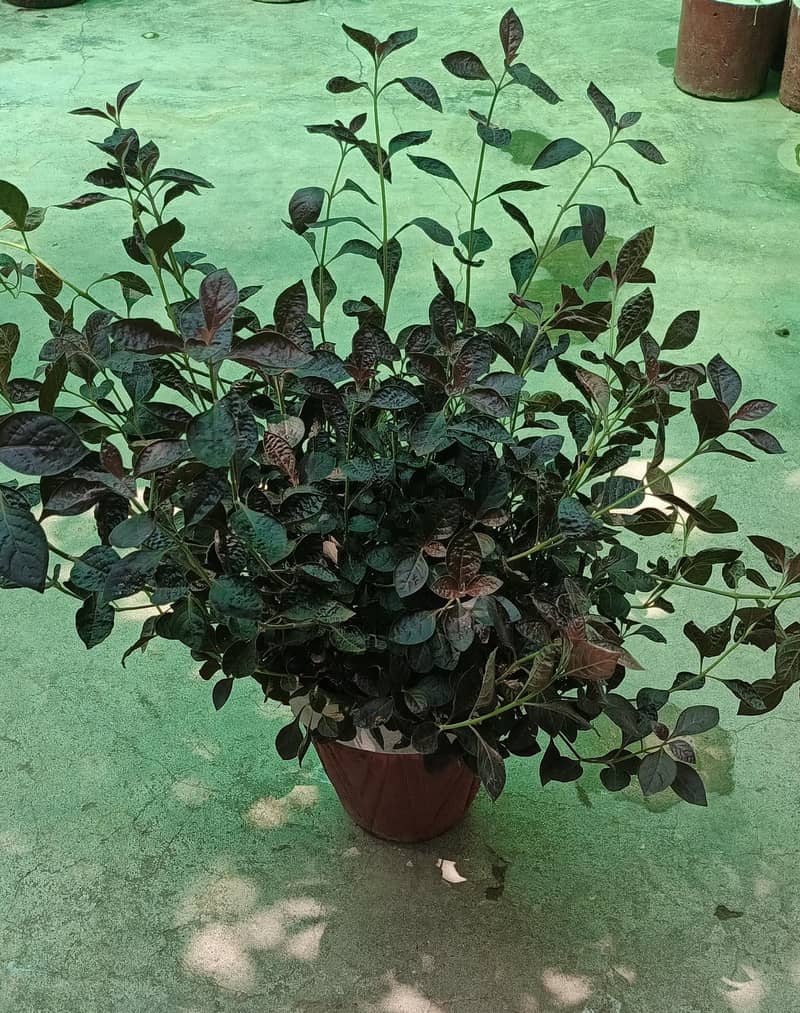 Plants with pots 0