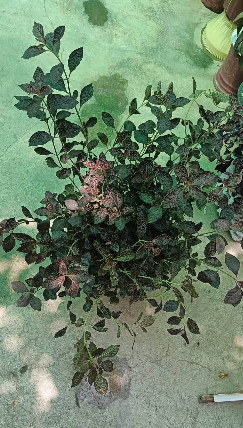 Plants with pots 1