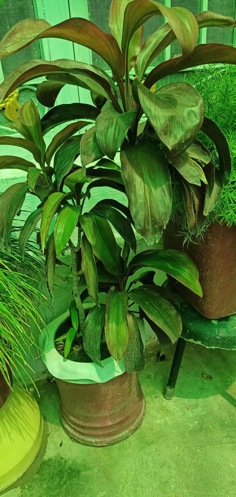 Plants with pots 2