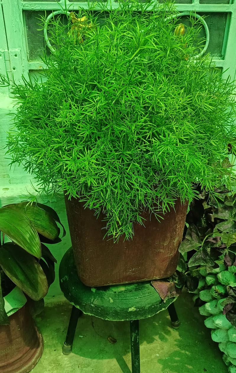 Plants with pots 3