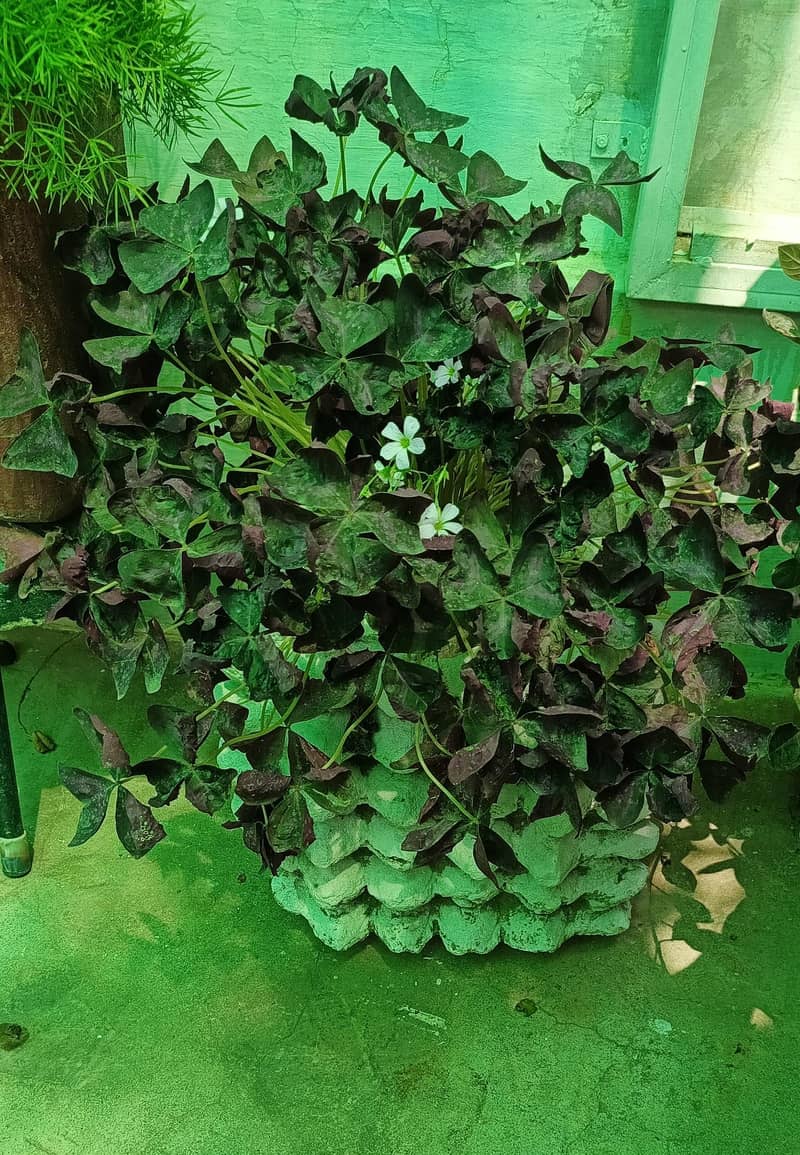 Plants with pots 4