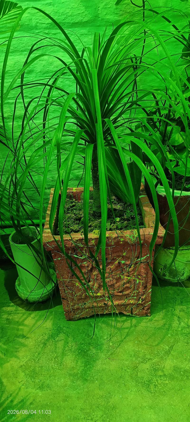 Plants with pots 5