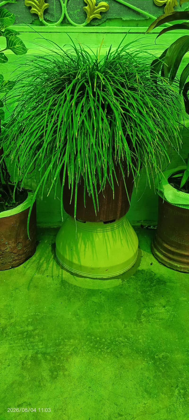 Plants with pots 6