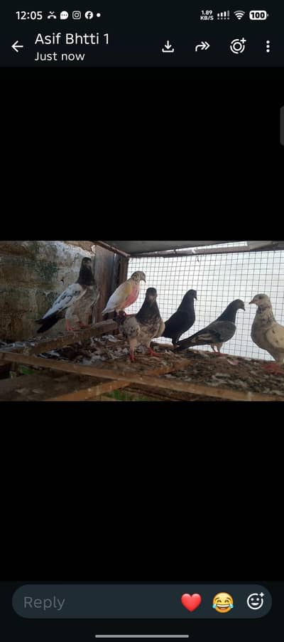 Assalamu Alaikum I want to sale my pigeon