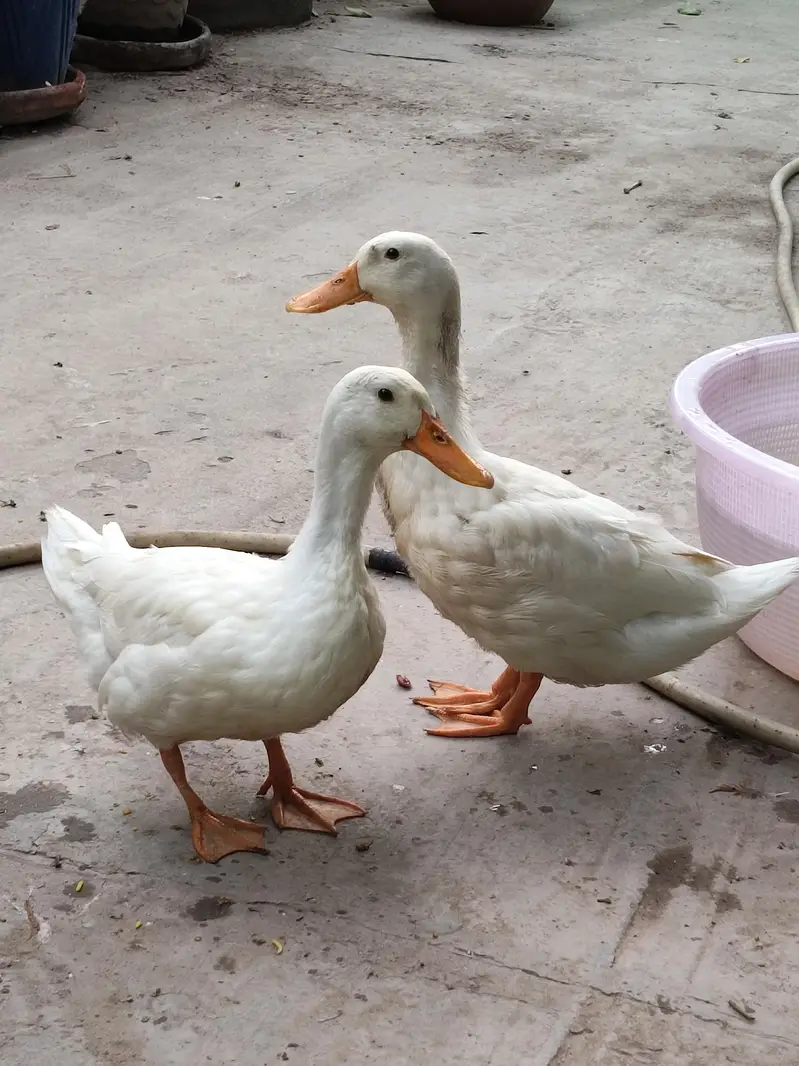 For Sale — photo 2