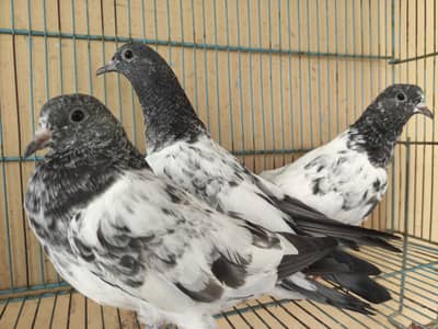 MAKUA HIGH FLYER PIGEON 800 PER