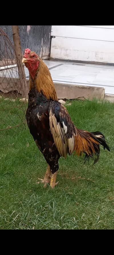 Mianwali aseel murga
