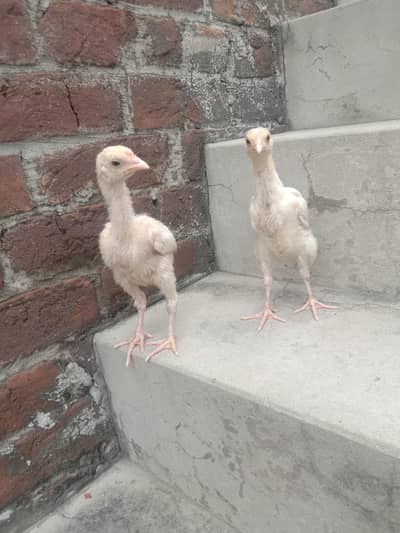 pure white Heera aseel pair for sale