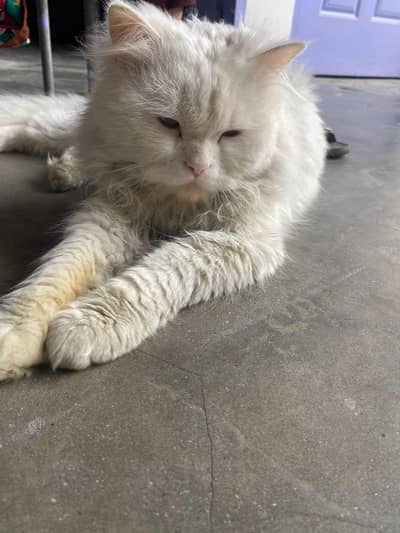 cat 