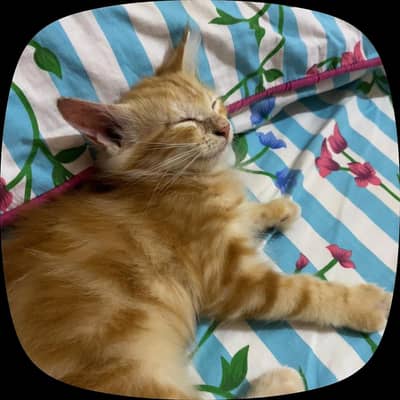 Pure persian kitten