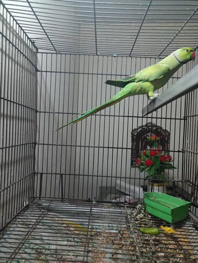 ringneck parrot for sale in Rawalpindi