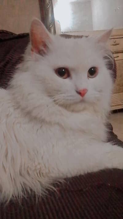 Persian male cat for sell