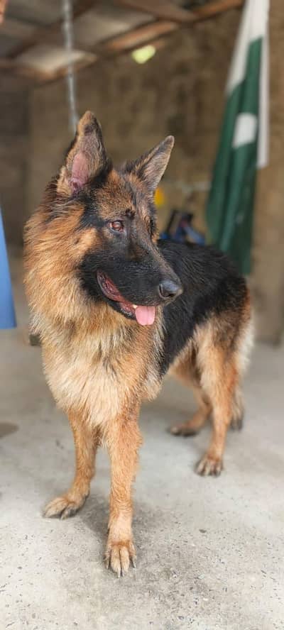 german female