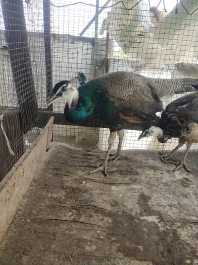 mor chicks for sale