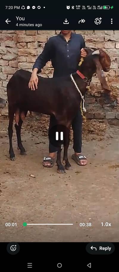 Behtren kwalti betal gaotfor sel 1 mnath ki gaban