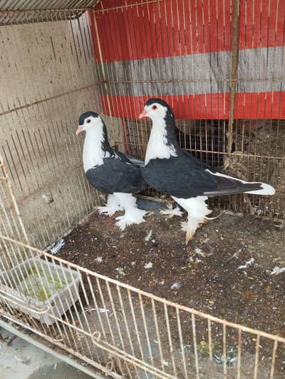 German black sherazi pair