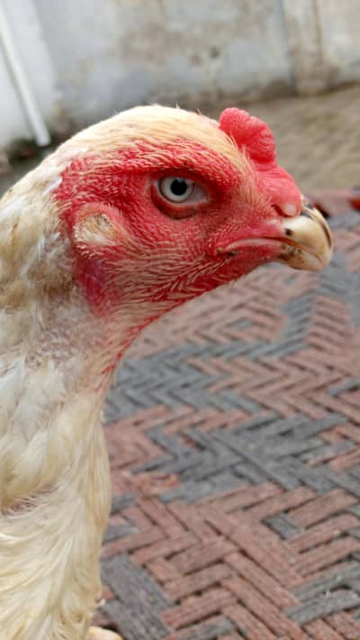 Healthy and active quality breed female