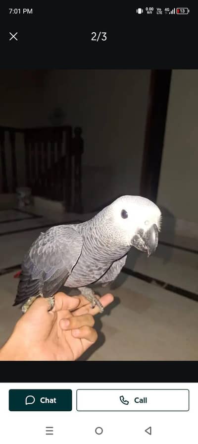 African grey parrot cheeks for sale 0335=1141=179