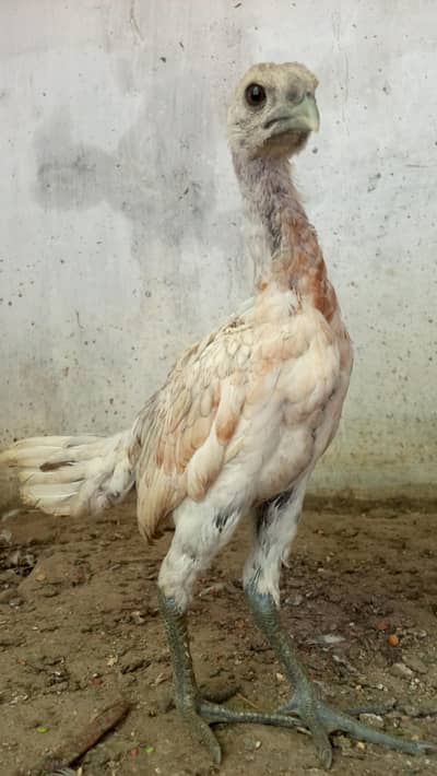 Ice blue dragon quality female