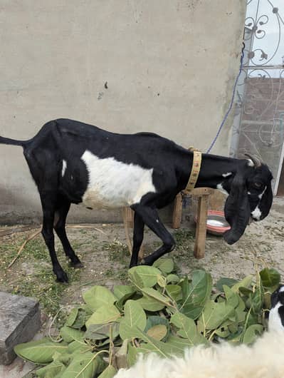 Black Desi Bakri For Sale Healthy And Active