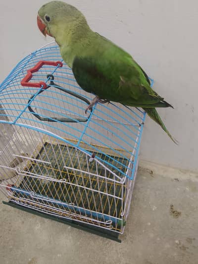 paroot