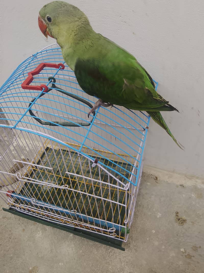 paroot 0